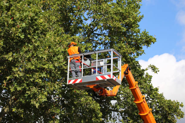 Best Root Management and Removal  in Lakeville, MN