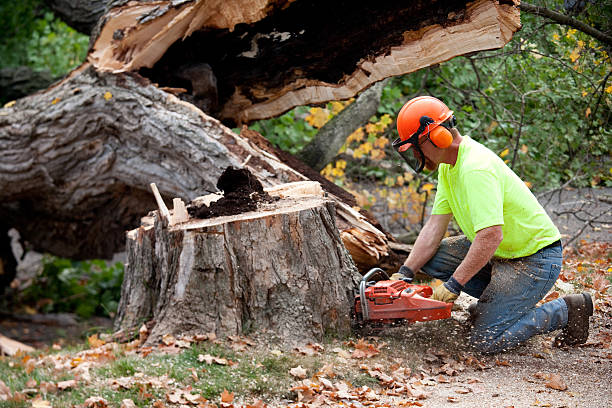 Best Root Management and Removal  in Lakeville, MN